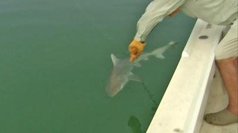 Gear Time: Shark's on the Fly image