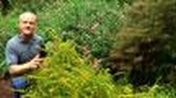 Plant Breeding image