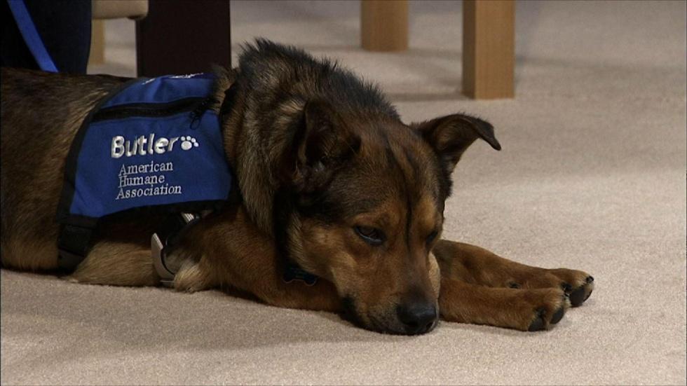 Amy McCullough & Butler, National Weather Therapy Dog image