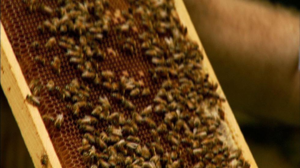 Honey Bee Adoption Service image