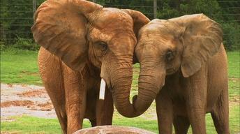 NC Zoo Summer Camp image