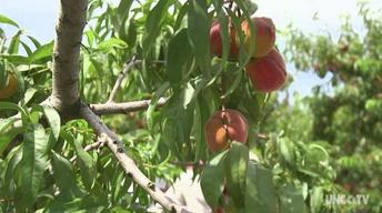 NC Now Special: Agriculture