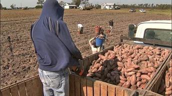NC Now Special: Sweet Potatoes image