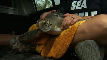 Sea Turtle Release Topsail Island image