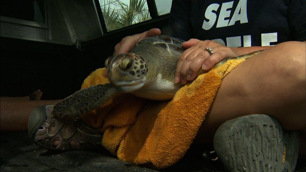 Sea Turtle Release Topsail Island image
