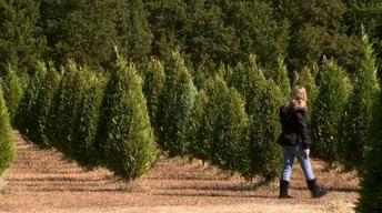 Mike's Farm at Christmas image