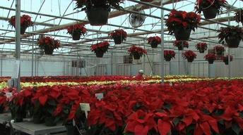 Mitchell's Nursery and Greenhouse image