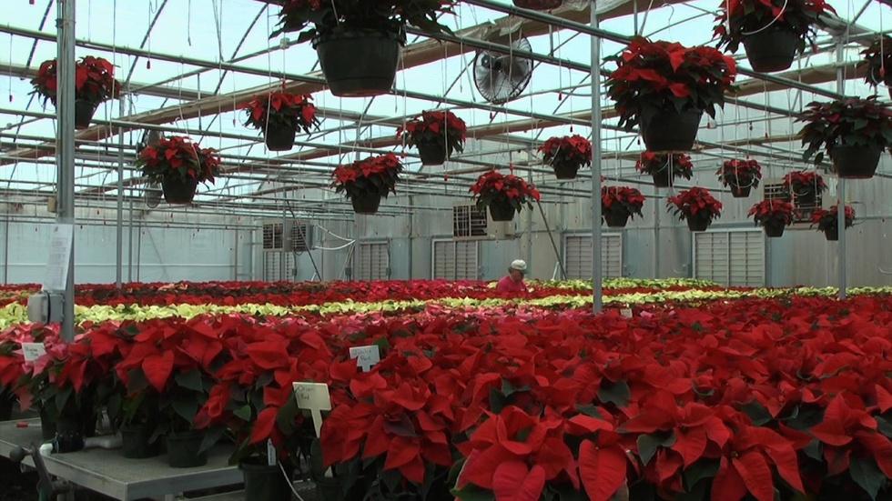 Mitchell's Nursery and Greenhouse image