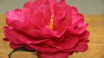 North Carolina Camellia Shows image