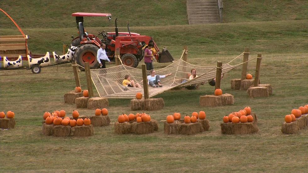 Eliada Corn Maze image