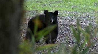 Bear Watching Tour image