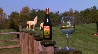 Divine Llama Vineyards image