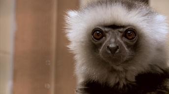 Duke Lemur Center image