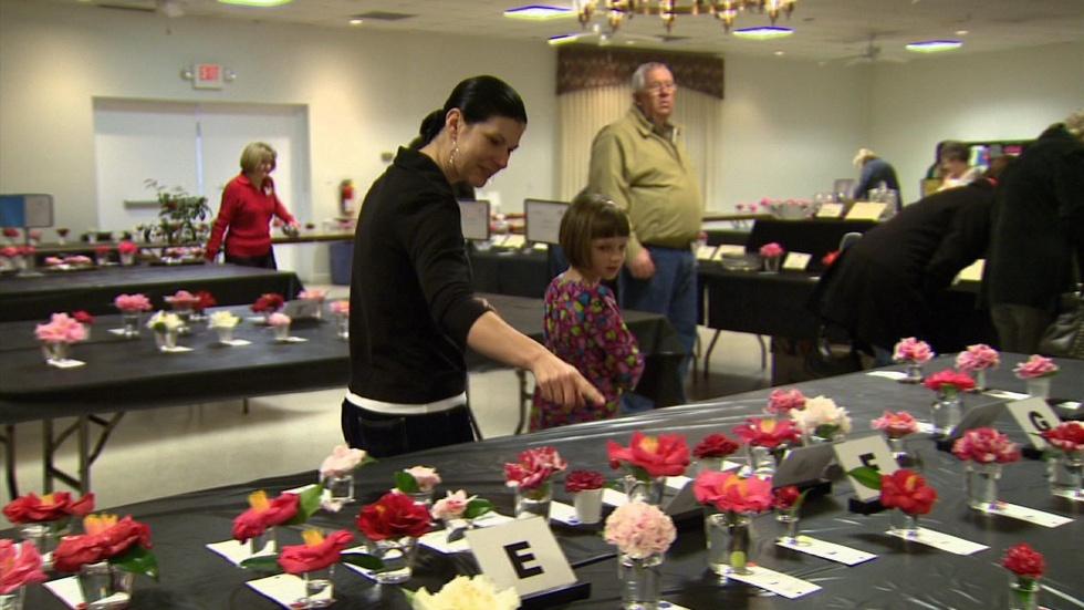 Camellia Festivals image