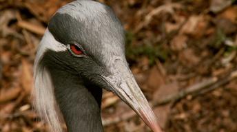 Sylvan Heights Waterfowl Park image