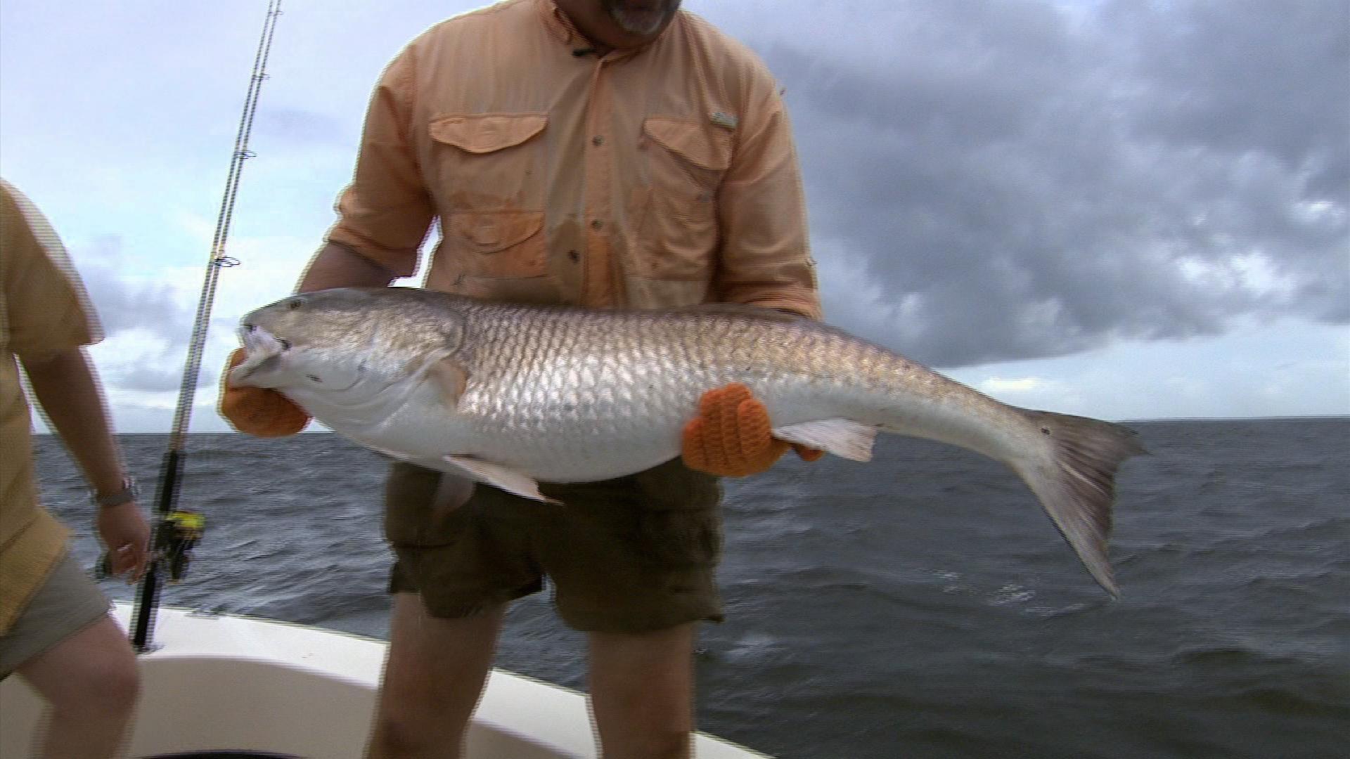 Video Red Drum Fishing Watch NC Weekend Online The University of
