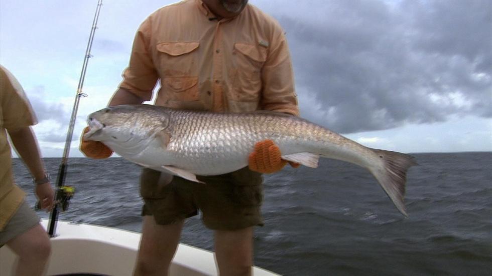 Red Drum Fishing image