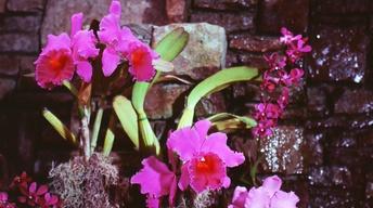 Orchids in the Garden/Scenes from 64/The Southern Wild image
