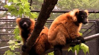Sandburg's Connemara/Duke Lemur Center/Buffalo Creek Weavers