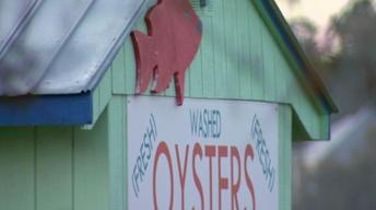 NC's Local Catch: Oysters