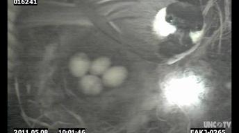NC Science Now: Nest Egg Science