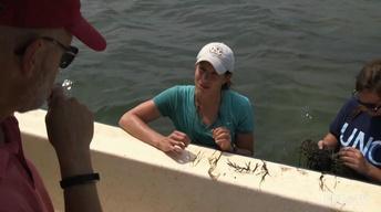 NC Science Now: Seagrass Science