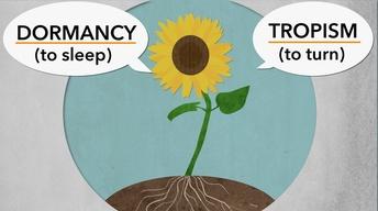 Tropism and Dormancy