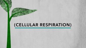 Plant Respiration