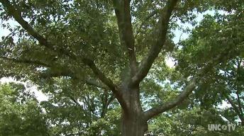 NC Science Now: Finding Roots