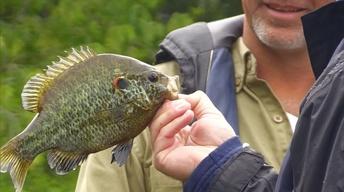 Reeling in Panfish and More!