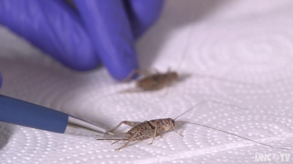 Farming crickets in North Carolina image