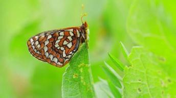 S36 Ep12: How to Save a Butterfly