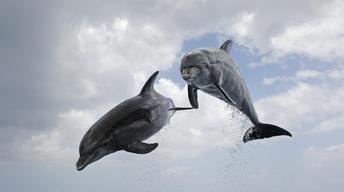 S35 Ep17: Dolphins: Spy in the Pod | Part 2