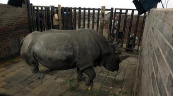 Creature Clip: Northern White Rhino