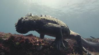 Marine Iguanas