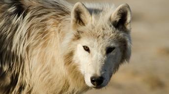 S36 Ep7: Arctic Wolf Pack