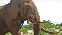 Video thumbnail: Nature's Great Race Encounter with a Musth Bull Elephant