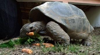 Creature Clip: Aldabara Giant Tortoise