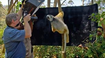 Creature Clip: Diademed Sifaka
