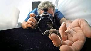 Rare - Creatures of the Photo Ark