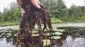 Stopping Invasive Species in the ADKs