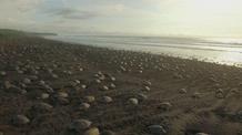 Video thumbnail: Big Pacific Olive Ridley Sea Turtle Arribada