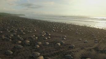 Olive Ridley Sea Turtle Arribada