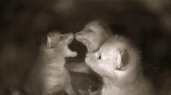 S36 Ep2: Young Foxes Fight for Social Dominance
