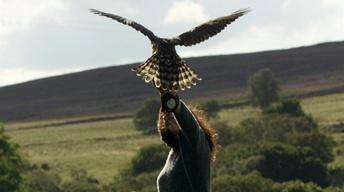 S36 Ep4: Falconer Helen Macdonald Takes Goshawk Out for Test