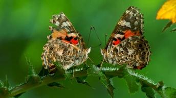 S36 Ep12: The Remarkable Way that Butterflies Mate