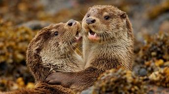 S36 Ep4: Charlie & the Curious Otters
