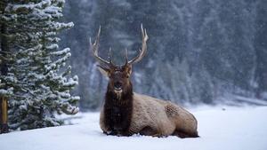 Great Yellowstone Thaw, Episode 1
