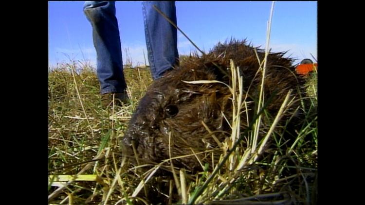 Oregon Field Guide | Watch Online | OPB Video