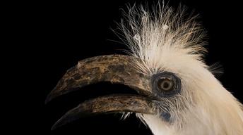 Creature Clip: White Crowned Hornbill